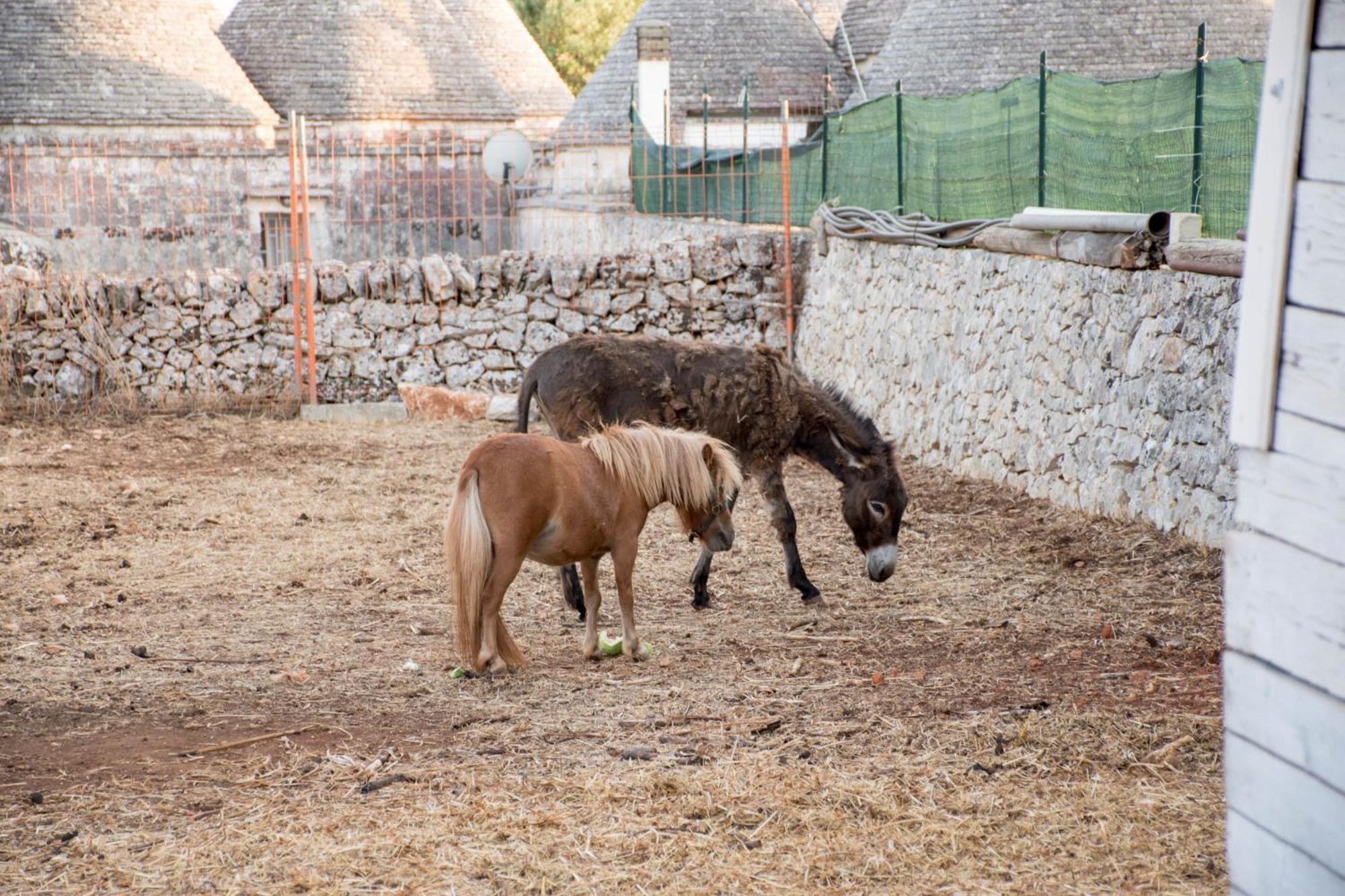 Trullo Cinquenoci Suite Locorotondo Eksteriør bilde